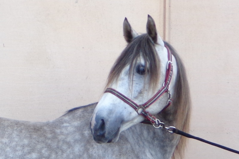 Du Barbe à Equita Lyon édition 2015 414579DSC060042