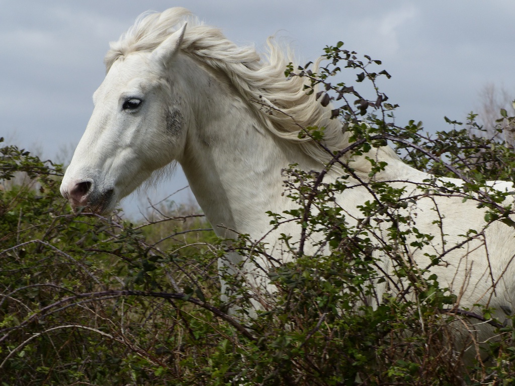 Cheval Camargue 414762P1040993