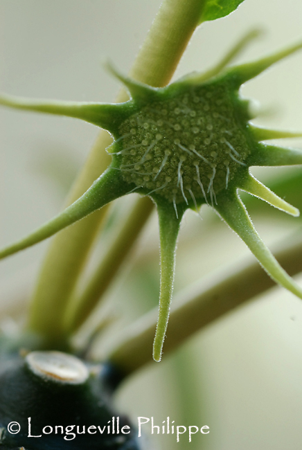 Dorstenia foetida  - Page 2 415017DSC31864