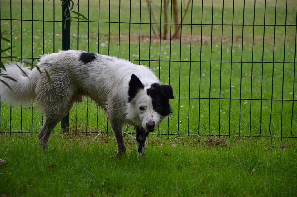 Bandit le cabri et Ivy la chipie (BC) 415908DSC2152