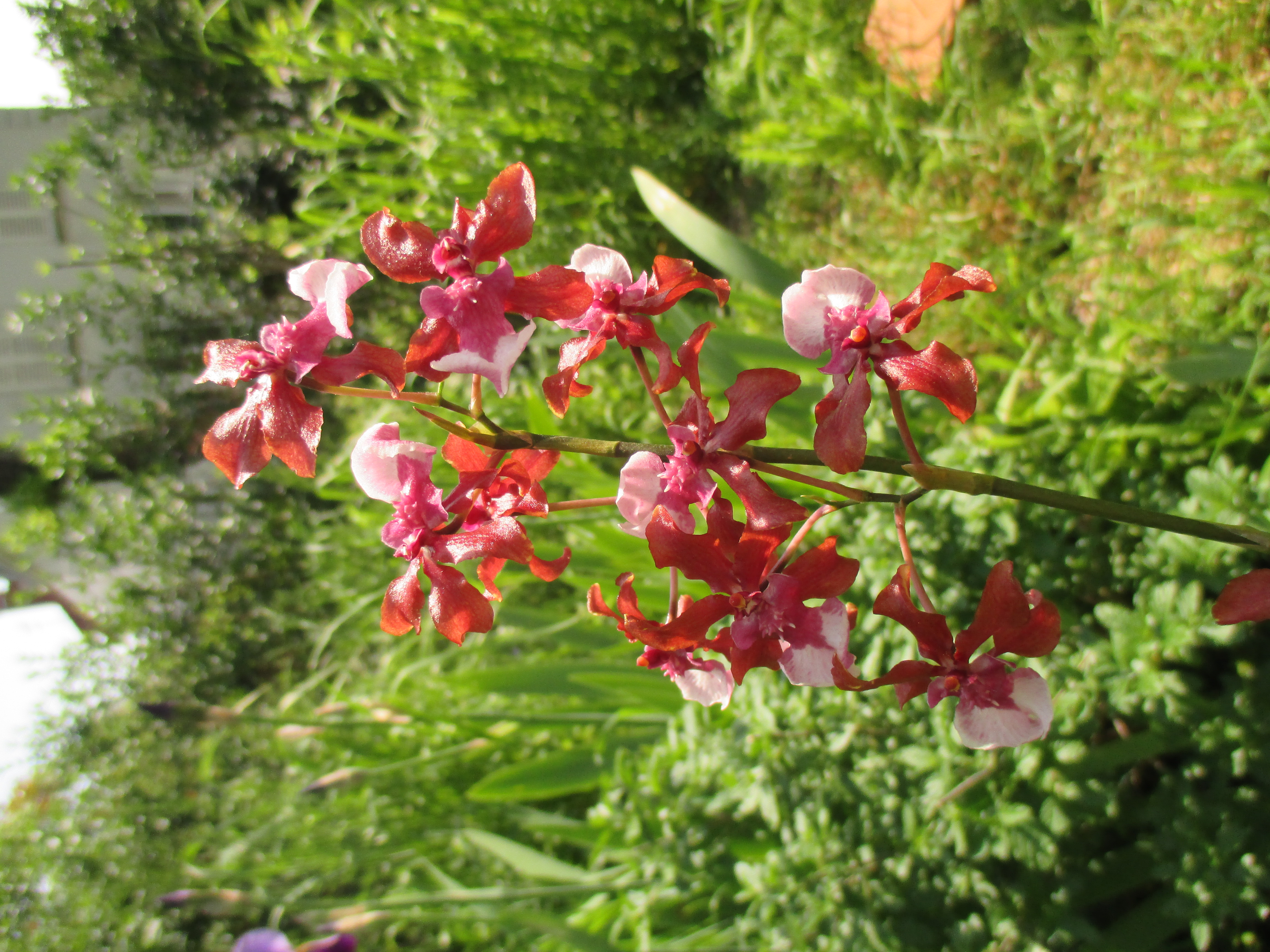 Oncidium Sharry Baby 416390IMG7009