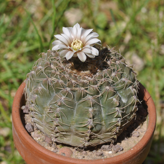 GYMNOCALYCIUM !!! - Page 4 417060ochoterenae120617002