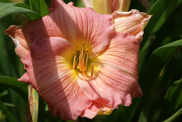 Hemerocallis - des variétés - Page 5 417102018