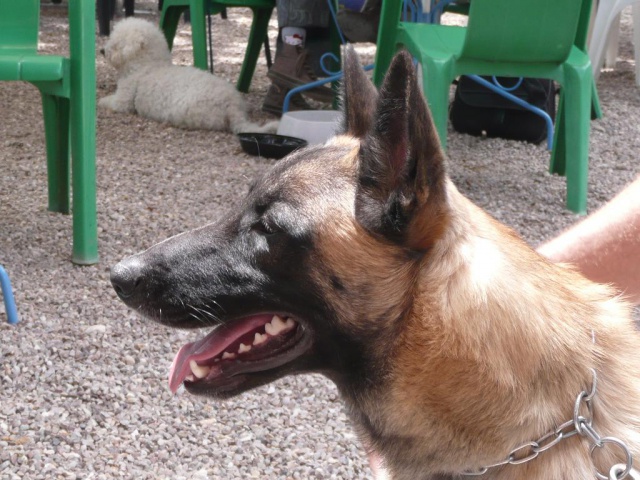 ERTONE type malinois 1 an 418400P1040927