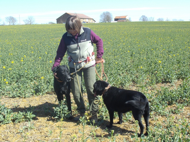 EMIE - x labrador 6 ans (2 ans de refuge)  - SLPA à Amance (54) 421076PICT0306