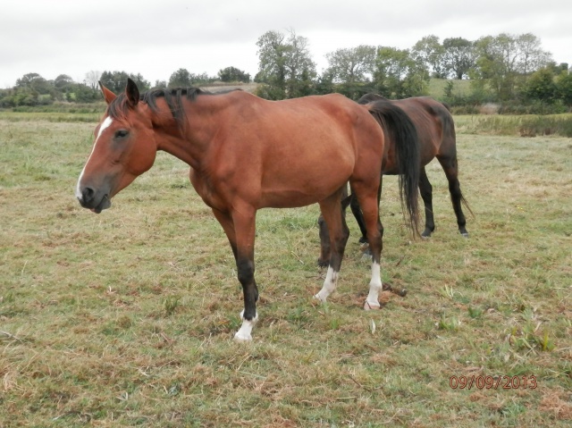 (dept 14) Tone trotteuse 6 ans (délai 30/09) 421749491