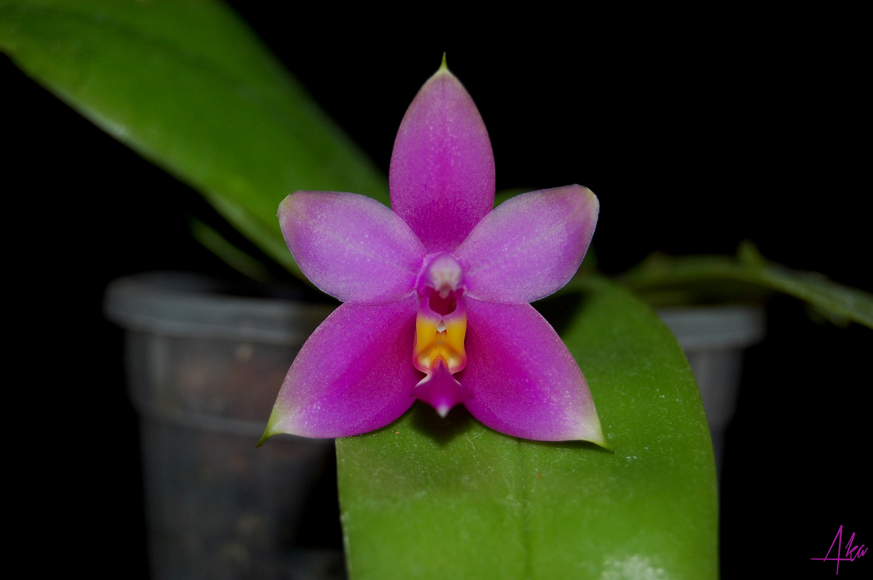 Phalaenopsis violacea var. Mentawai 424345mentawai1