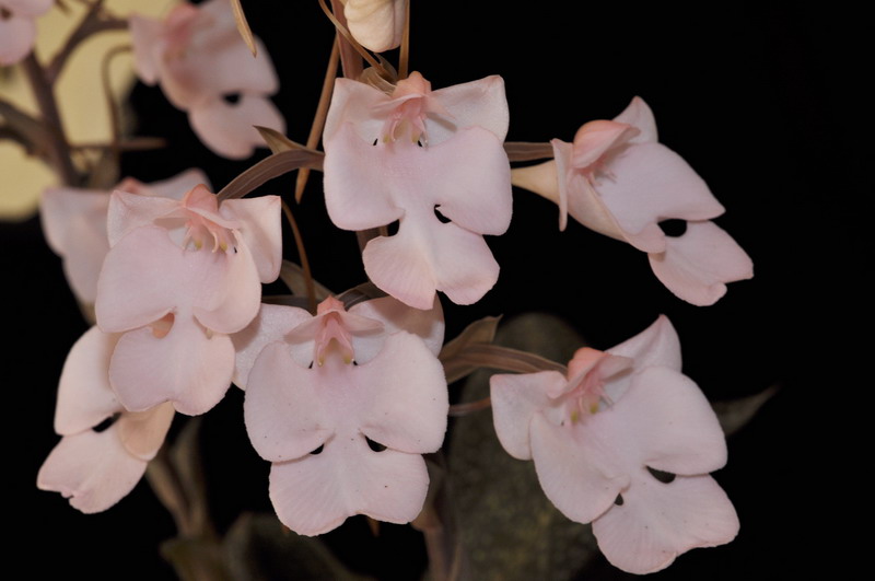 Habenaria carnea - Promesse de floraison 424776Habenariacarnea06