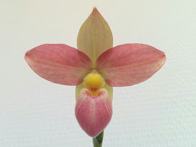 Phragmipedium Hanne Popow (P.besseae x P.schlimii) 42497920142