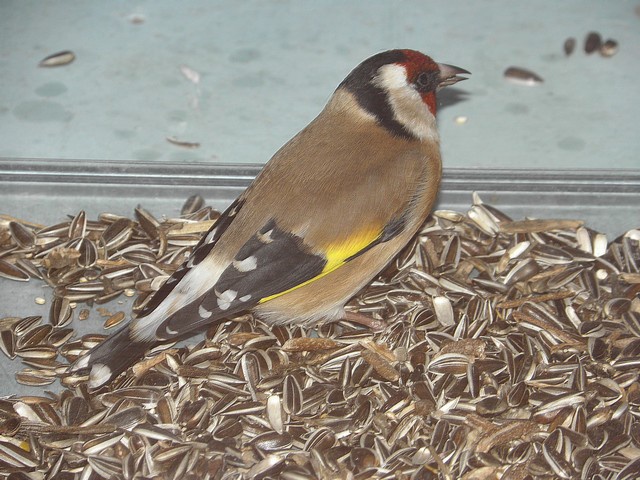 Les photos des oiseaux qui viennent à ma mangeoire 425509CHARDONNERET