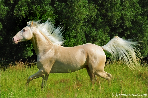 quarter horse. crème 425802617c0e75