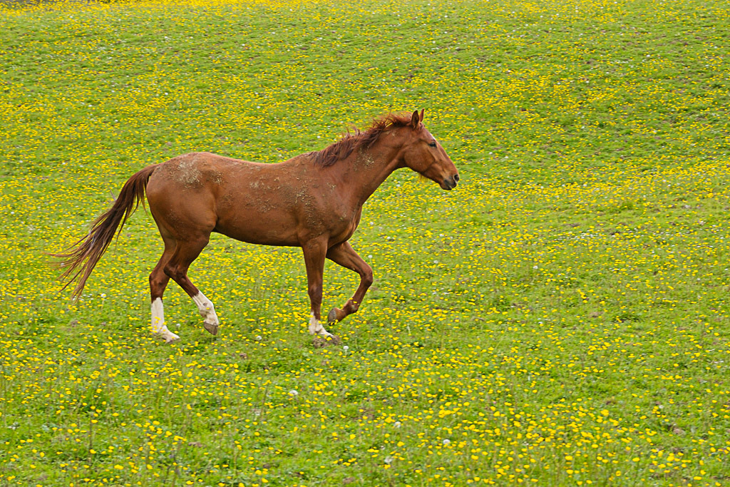 [Fil - Ouvert ] Chevaux - Page 5 426917DSC2002140501123453