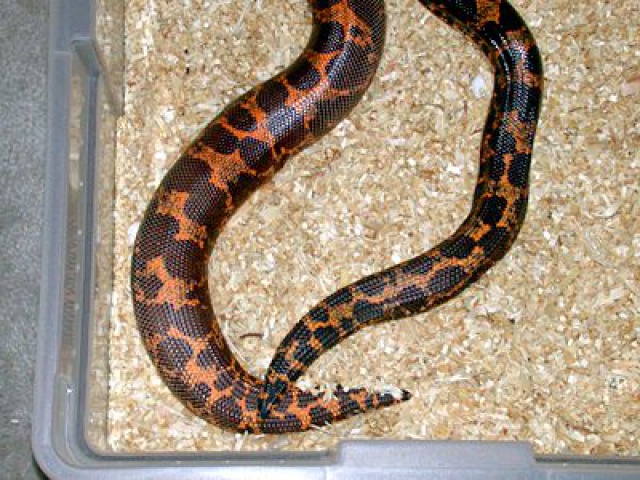 Ophidien : Gongylophis Colubrinus 428499eryxkenyansandboapregnant3