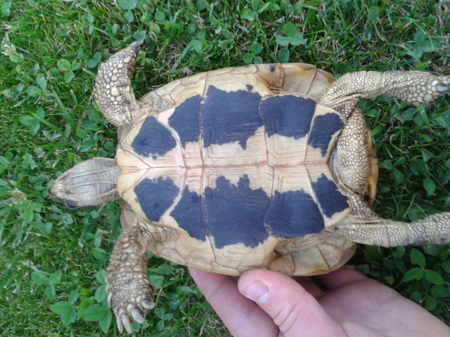 tortue hermann identification  42952020130703201738