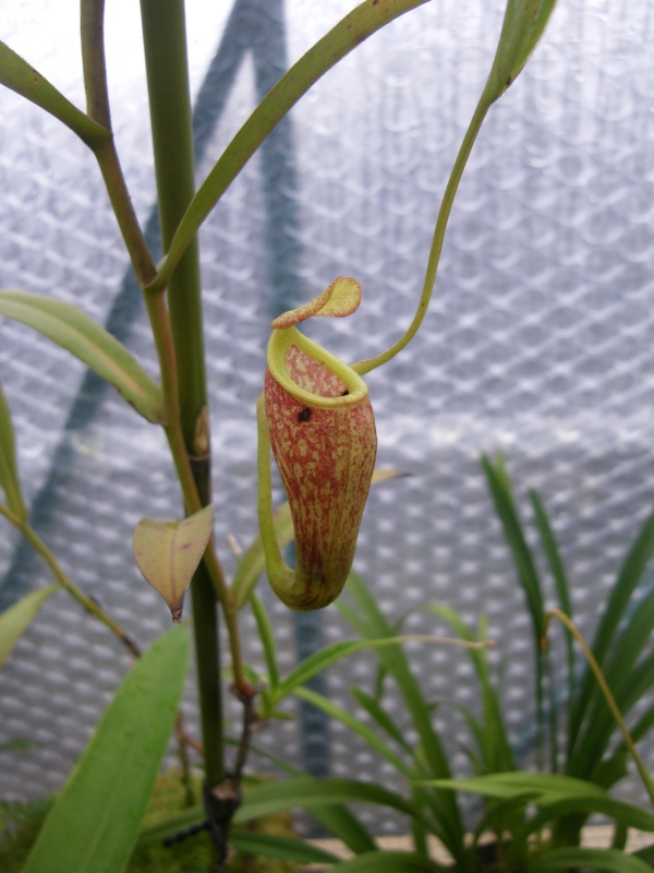 Népenthes serre décembre 2013 430952IMGP0021