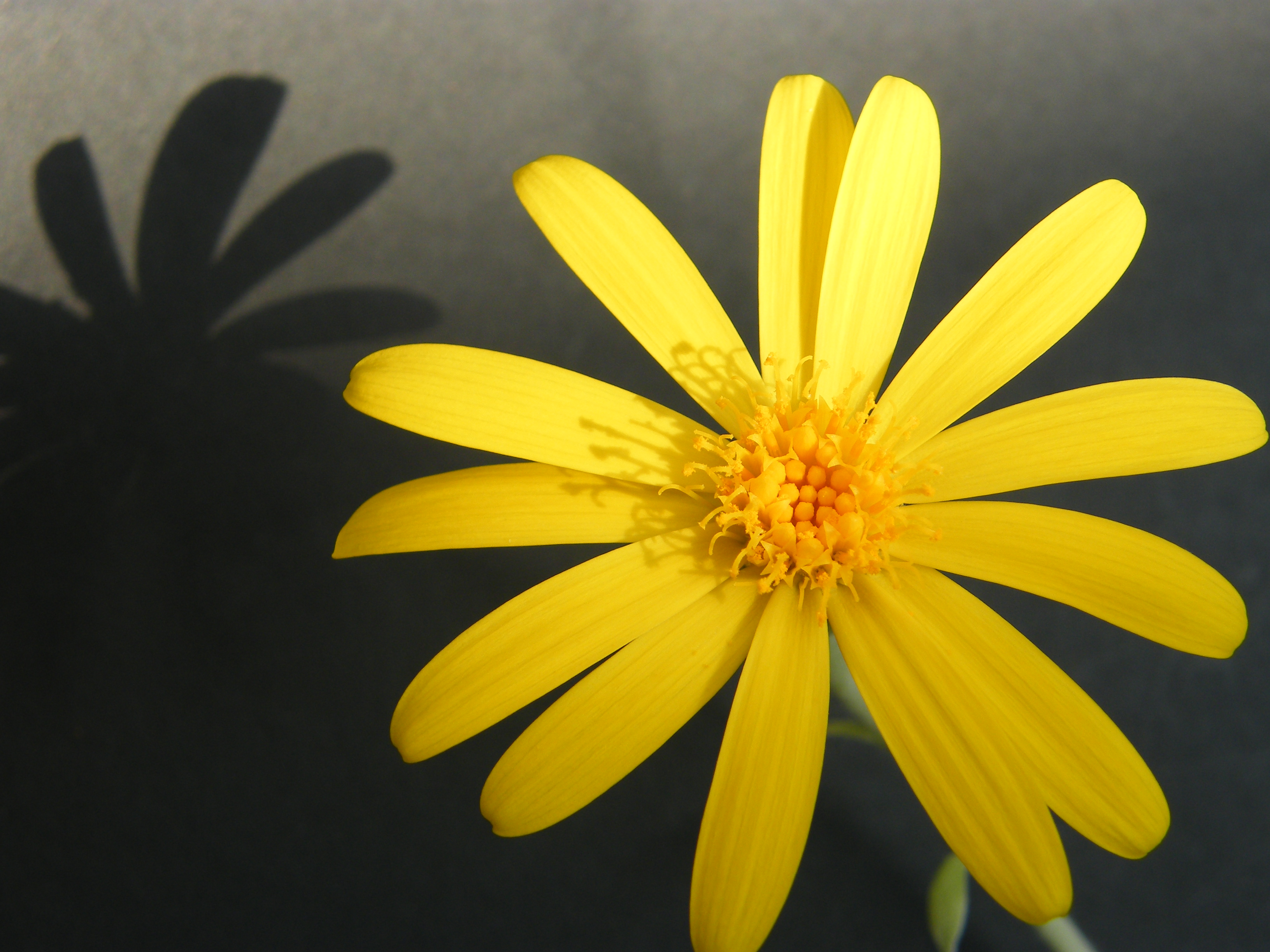    SENECIO MEDLEY WOODII 432068Dc2011180