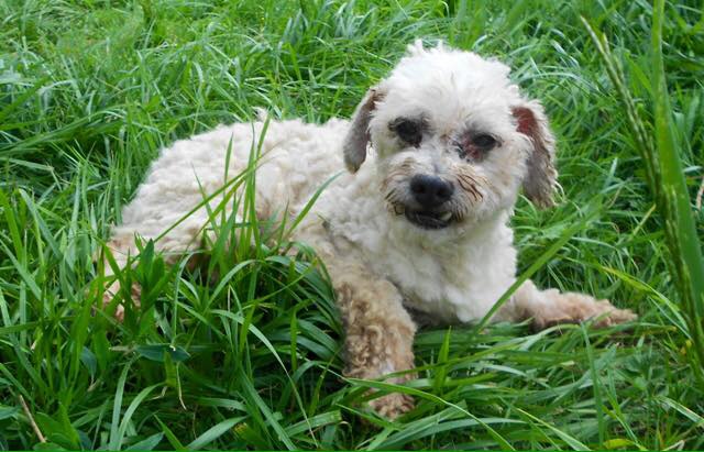 APOLO CANICHE BLANC 11 ANS SOS CHIENS FRANCE 50 432138apolobeau1