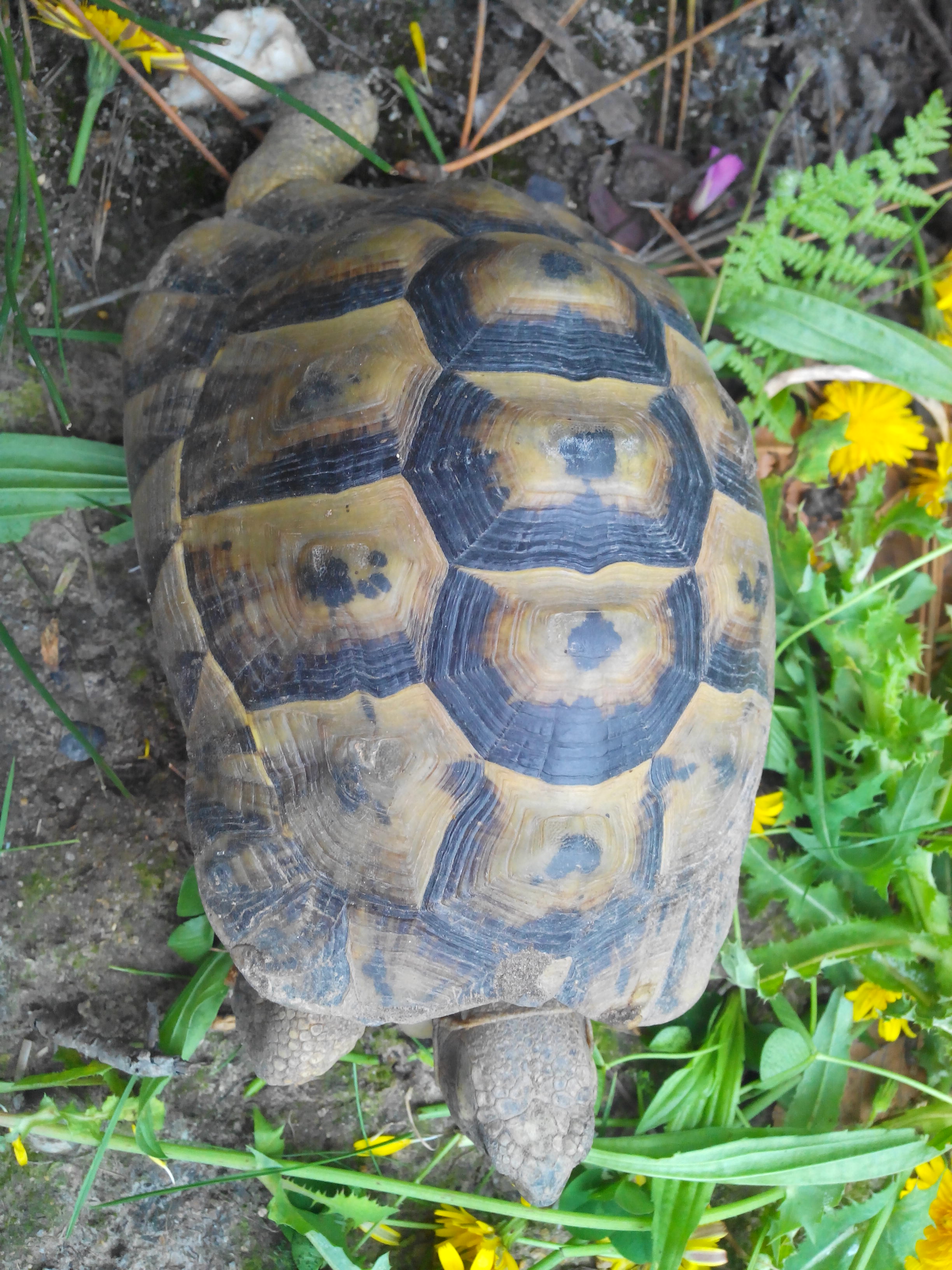 Identification de TORTUE ! 432231CameraZOOM20130930130202168