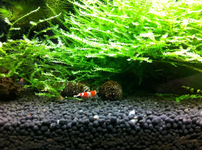 red crystal - 60 litres caridina cantonensis - crystal red & crystal black - Page 3 432839FFF7CRS