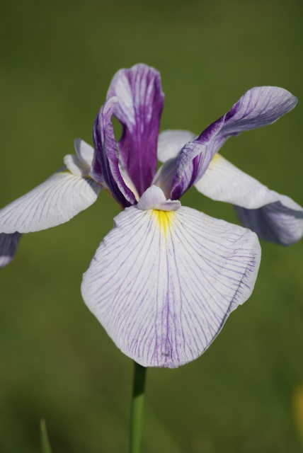 Iris ensata (= Iris kaempferi) - iris du Japon 432887038