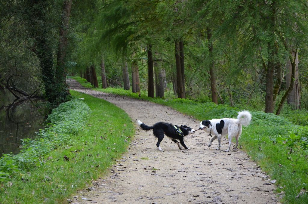 Bandit le cabri et Ivy la chipie (BC) 433766DSC2114