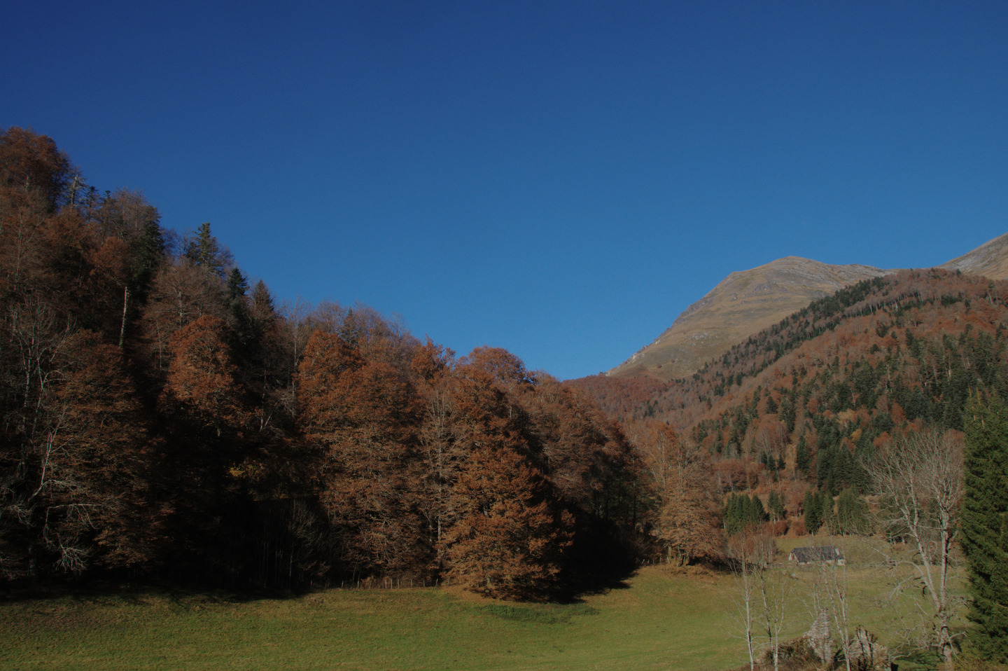 Une vie pyrénéenne de labrit des pyrénées - Page 16 435063gra0785