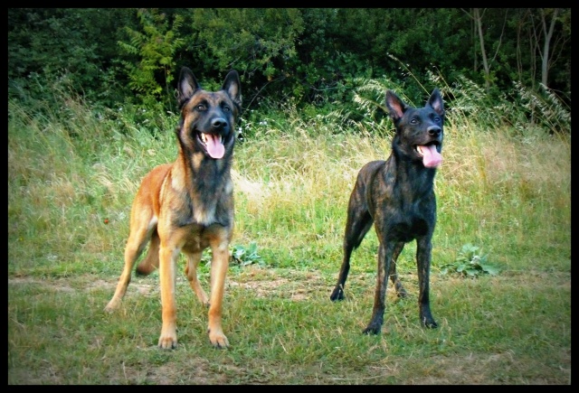 Un trio de malinois !  - Page 13 436055mecs003