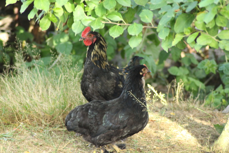 Coq bantam ? Ou un croisement ?  436627IMG2414