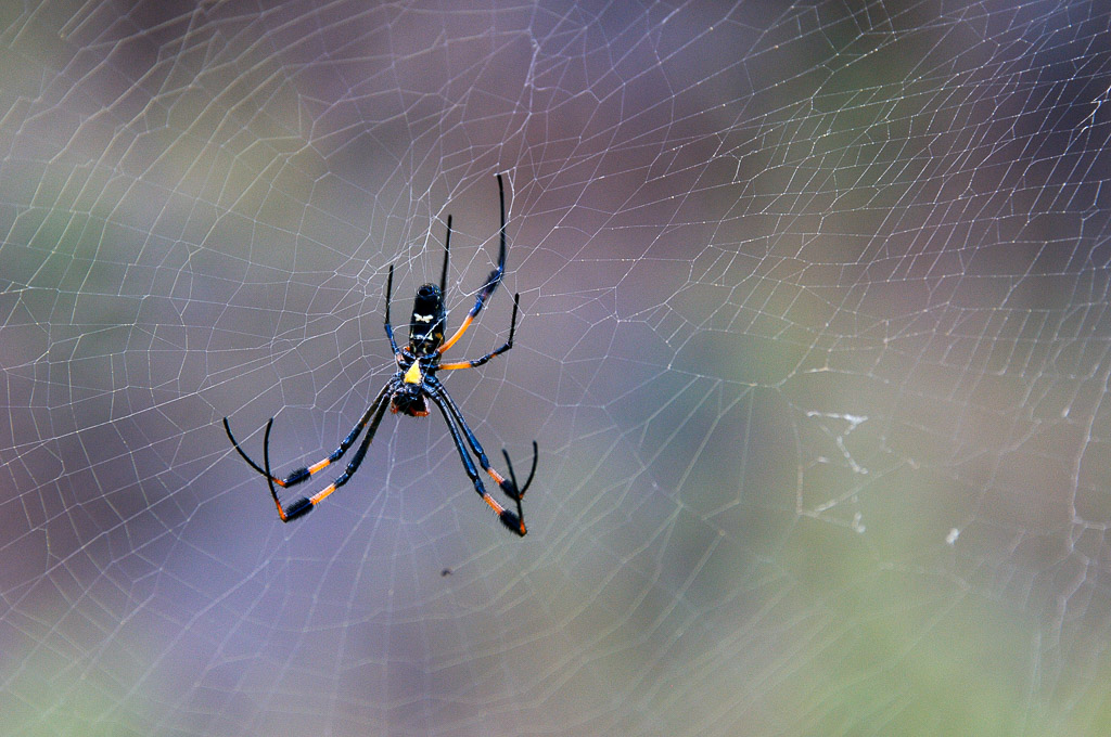 (FIL OUVERT à tous) vous aimez les araignées? 438204DSC84561311131125222