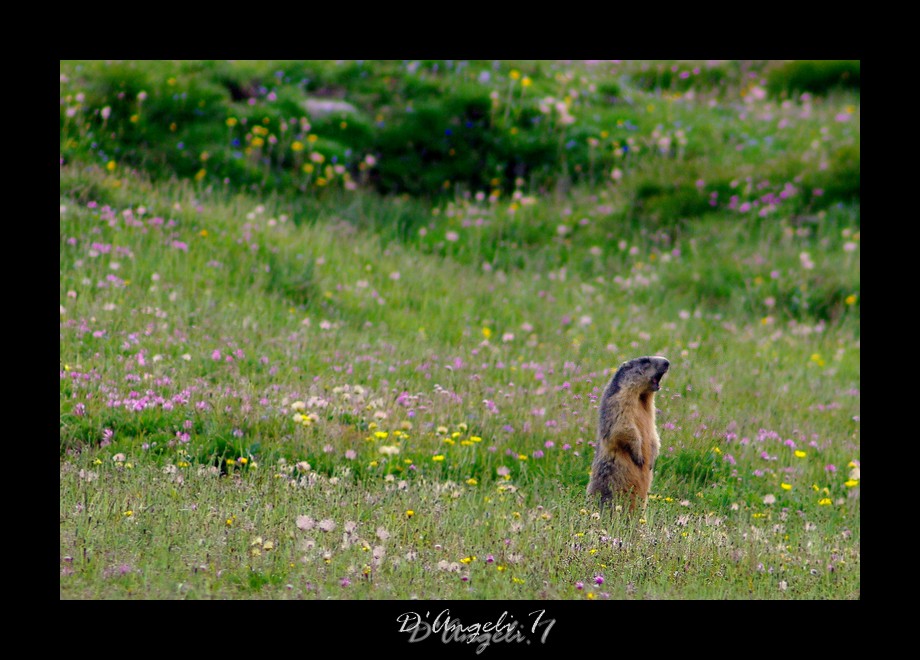 Marmottes, Bouquetins du Queyras  439835IMGP7404