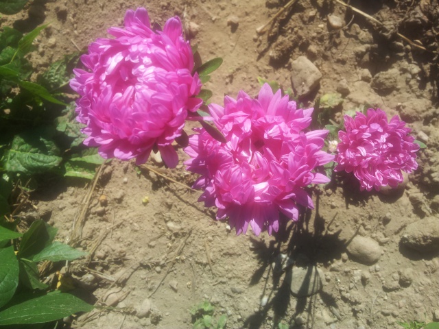 Reine marguerite, Aster de Chine Callistephus chinensis 44001620150830101816