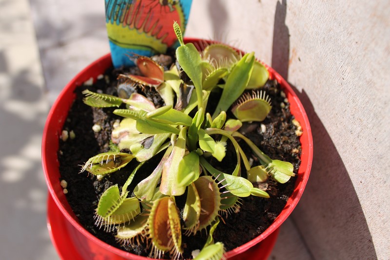 Dionaea Muscipula (Plante carnivore) 44063223aout201516Copier