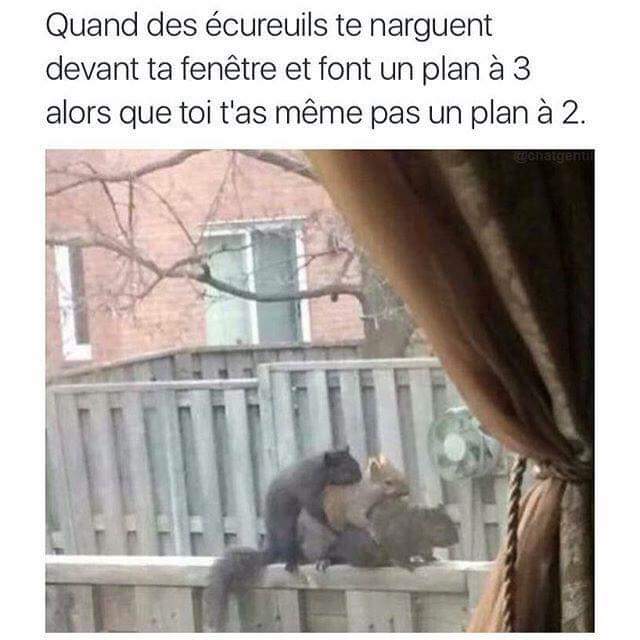 HUMOUR - Drôles de bêtes... - Page 16 44176412705336102095343610257941851162902332229774n