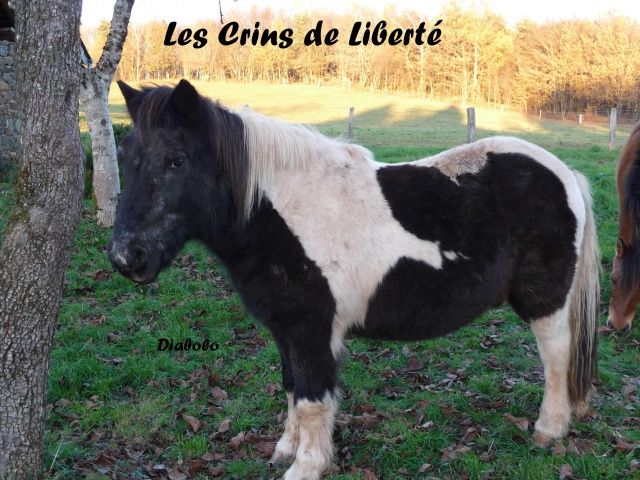 (Dept37) DIABOLO, poney ONC pie, adopté par Mr Guillemot (Déc 2012) - Page 5 441842Diabolo1