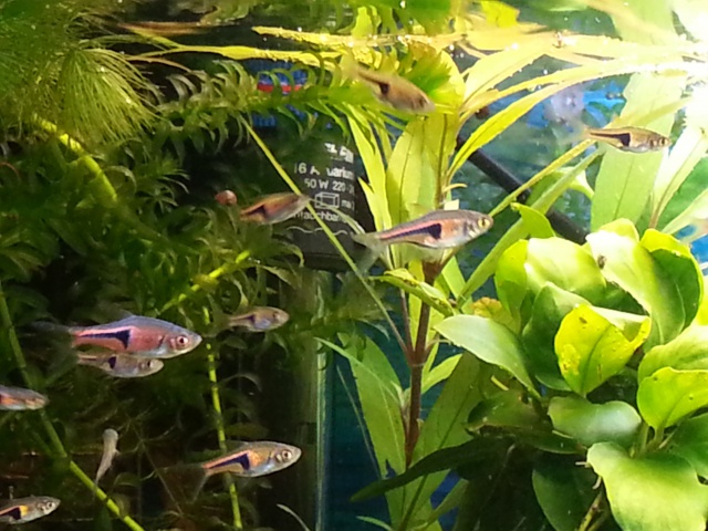 mon 240 L aquascaping 44206820141121184544