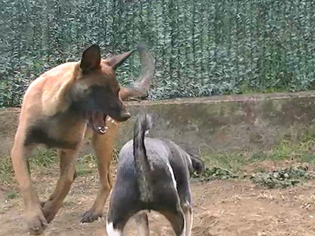 Un trio de malinois !  - Page 3 442267vlcsnap2012091712h21m36s0