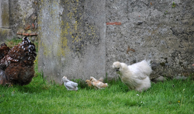 Adoption poussins par poule soie  442896DSC0808