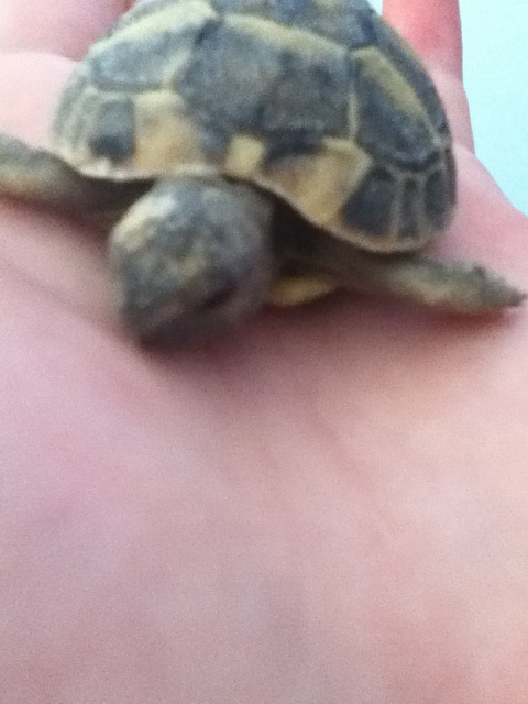 de quel race sont mes petites tortues 443440sapetitette