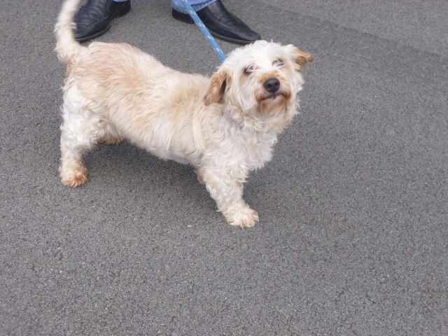 ULM BICHON MALTAIS M 9 ANS URGENT REFUGE DU 62 443445040