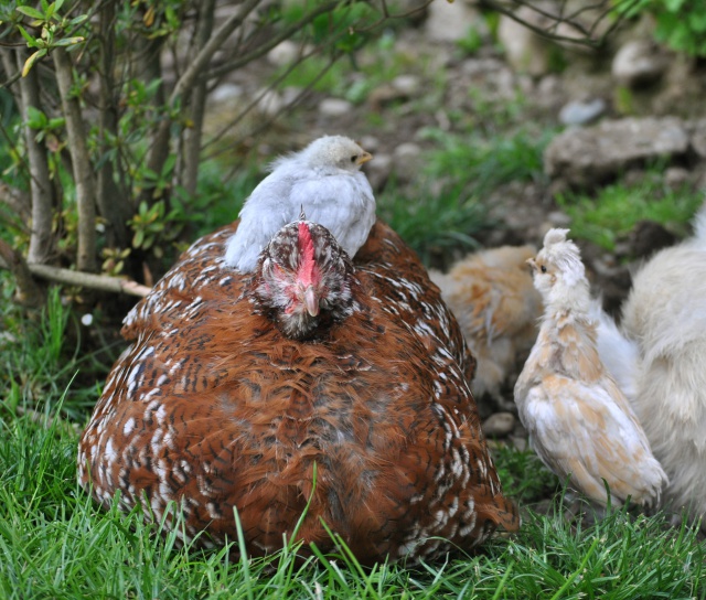 Adoption poussins par poule soie  443495DSC0861