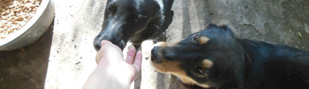 01 - Adoption chiens de Roumanie - Adopter un chien roumain 444294c7371193
