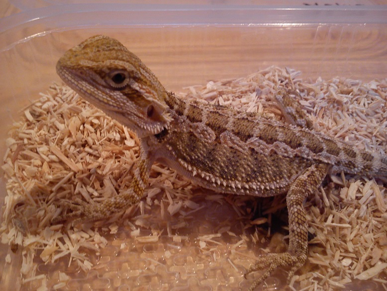 achat pogona photo votre avis svp 444727DSC2411