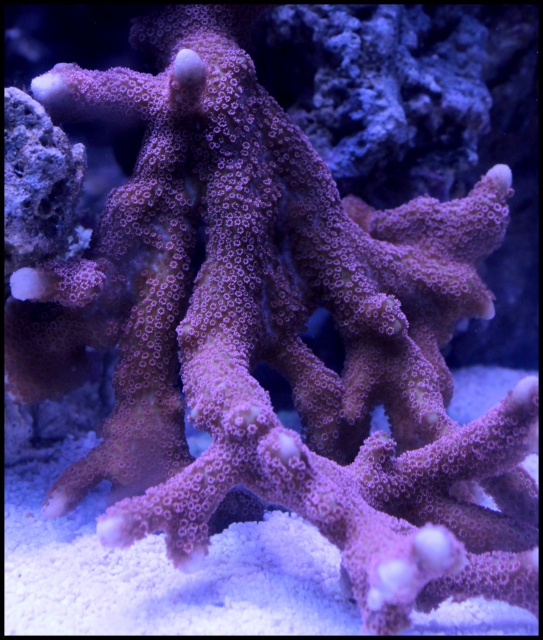 Micro Reef 120L 445505IMG0180