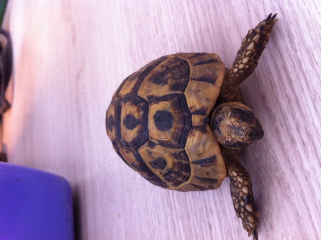 identification tortue 445611IMG0906