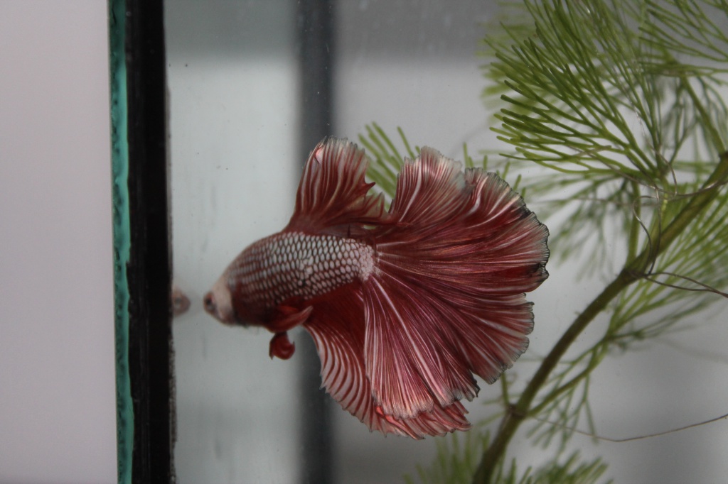 mon  betta  red dragon  est arrivé 445746dragonebay007