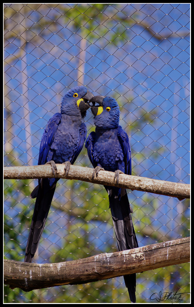 Bioparc - Parc animalier 446266IMGP3811