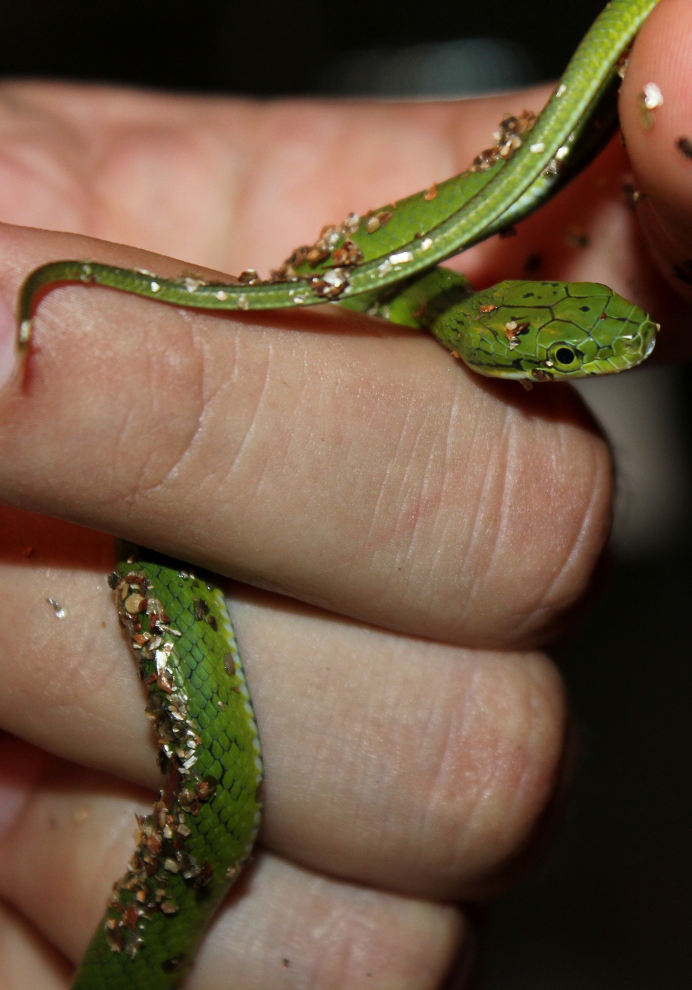 Reproduction Gonyosoma prasinus 2015 449160IMG5105r