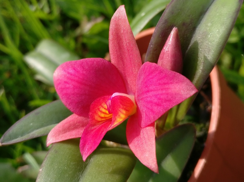 Cattleya Alice LCDO 449801IMG2017101712262802