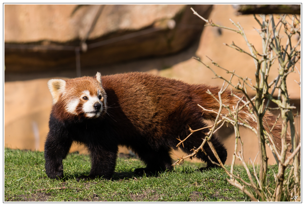 Zoo de Beauval: les poils 450080LR53P1140209