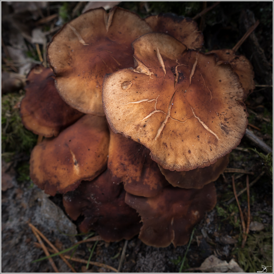 Champignons de Barbizon 450811LR53DSC05935